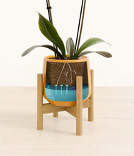 Load image into Gallery viewer, Mustard stand:bamboo

