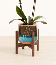 Load image into Gallery viewer, Calm Rose stand:walnut
