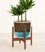 Load image into Gallery viewer, Sandy Pink stand:walnut
