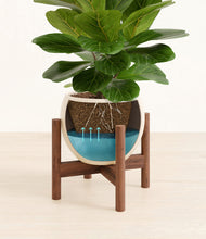 Load image into Gallery viewer, Shiny EggWhite stand:walnut
