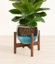 Load image into Gallery viewer, Deep Ocean stand:walnut
