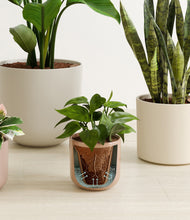 Load image into Gallery viewer, Peach Blossom stand:all
