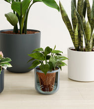 Load image into Gallery viewer, Pebble Shore stand:all
