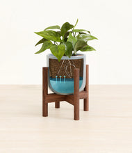 Load image into Gallery viewer, Misty Blue stand:walnut
