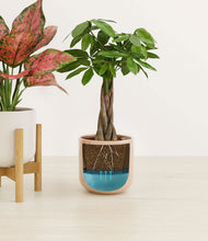 Load image into Gallery viewer, Rose Petal stand:one_stand
