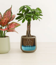 Load image into Gallery viewer, Woodland Hues
