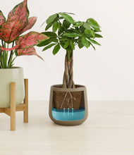 Load image into Gallery viewer, Woodland Hues stand:one_stand
