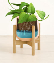 Load image into Gallery viewer, Gentle Pink stand:bamboo
