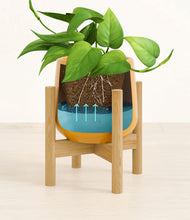 Load image into Gallery viewer, Mustard stand:bamboo

