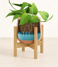Load image into Gallery viewer, Calm Rose stand:bamboo
