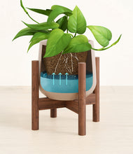 Load image into Gallery viewer, Eternal Gray stand:walnut
