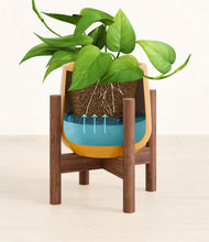 Load image into Gallery viewer, Mustard stand:walnut
