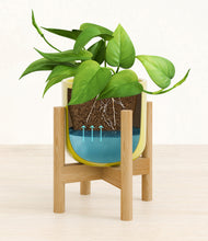Load image into Gallery viewer, Key Lime Yellow stand:bamboo

