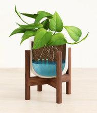 Load image into Gallery viewer, Cotton White stand:walnut
