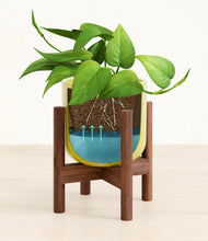 Load image into Gallery viewer, Key Lime Yellow stand:walnut
