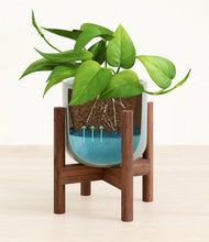 Load image into Gallery viewer, Reactive Aqua stand:walnut
