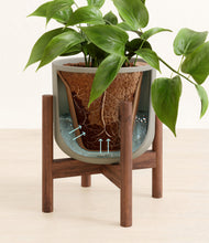 Load image into Gallery viewer, Sage Green stand:walnut
