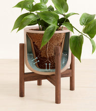 Load image into Gallery viewer, Sandy Pink stand:walnut
