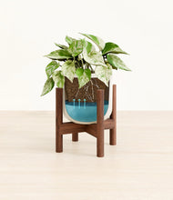 Load image into Gallery viewer, Cotton White stand:walnut
