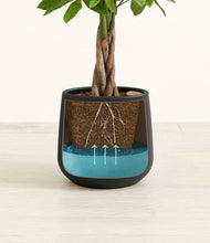 Load image into Gallery viewer, -
