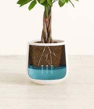 Load image into Gallery viewer, -
