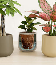 Load image into Gallery viewer, Woodland stand:all
