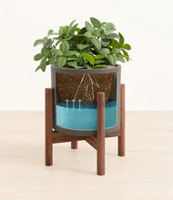 Load image into Gallery viewer, Dark Olive stand:walnut
