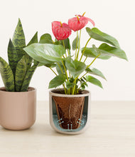 Load image into Gallery viewer, Winter Rose stand:all
