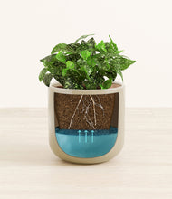 Load image into Gallery viewer, Sage Green
