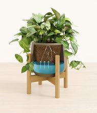 Load image into Gallery viewer, Olive stand:bamboo
