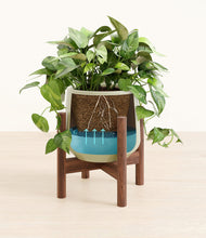 Load image into Gallery viewer, Turquoise stand:walnut

