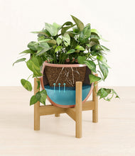 Load image into Gallery viewer, Calm Rose stand:bamboo
