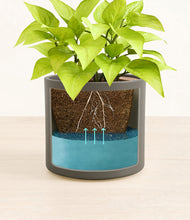 Load image into Gallery viewer, -
