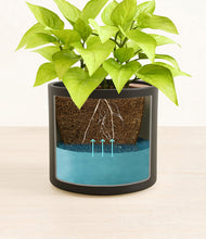 Load image into Gallery viewer, -
