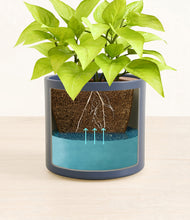 Load image into Gallery viewer, -
