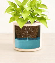 Load image into Gallery viewer, -
