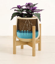 Load image into Gallery viewer, -
