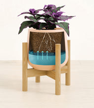 Load image into Gallery viewer, -
