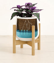 Load image into Gallery viewer, -
