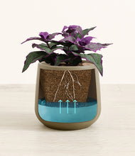 Load image into Gallery viewer, -
