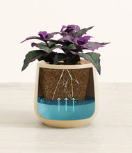 Load image into Gallery viewer, -
