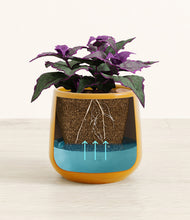 Load image into Gallery viewer, -
