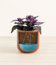 Load image into Gallery viewer, -
