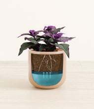 Load image into Gallery viewer, -
