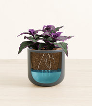 Load image into Gallery viewer, -
