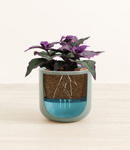 Load image into Gallery viewer, -
