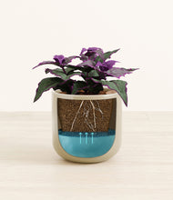 Load image into Gallery viewer, -
