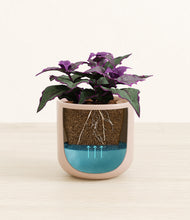 Load image into Gallery viewer, -
