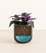 Load image into Gallery viewer, -
