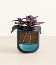 Load image into Gallery viewer, -
